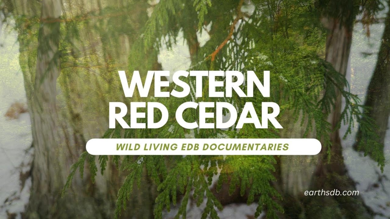 Western Red Cedar Short Documentary