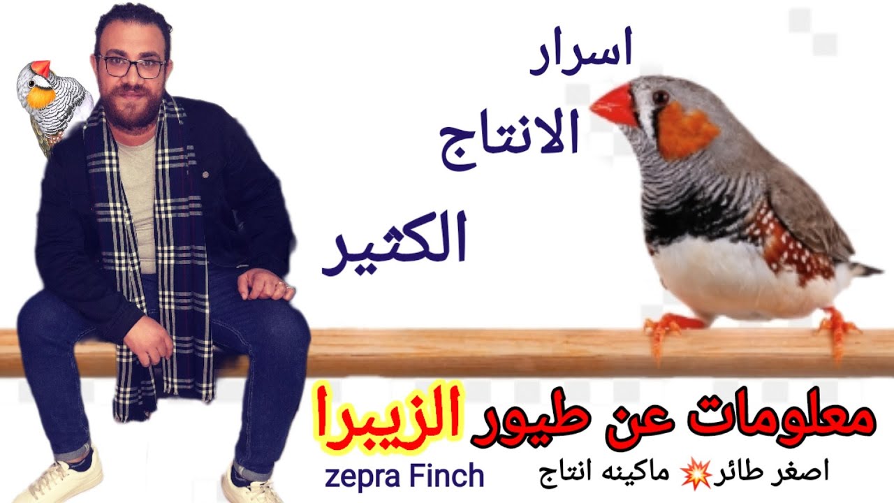 تربيه طيور زيبرا فينش للمبتدئين