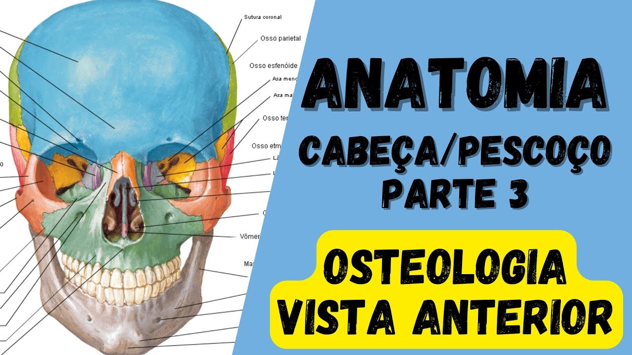 🔴👉 Osteologia do CRÂNIO vista anterior - Anatomia da cabeça e pescoço - crânio