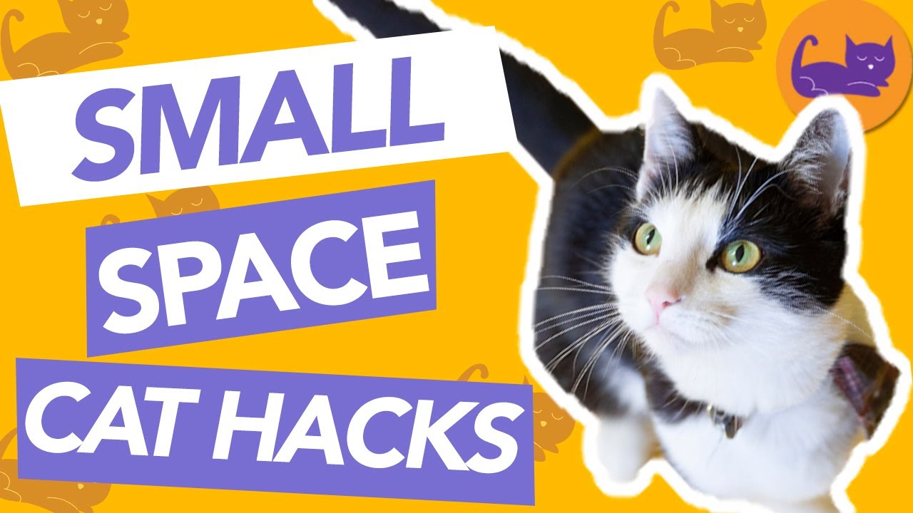 TOP TIPS for Cat Owners in Apartments - 5 Savvy Tips