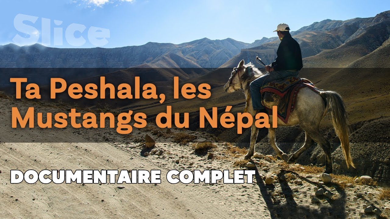Ta Peshala, les Mustangs du Népal | SLICE | Documentaire complet
