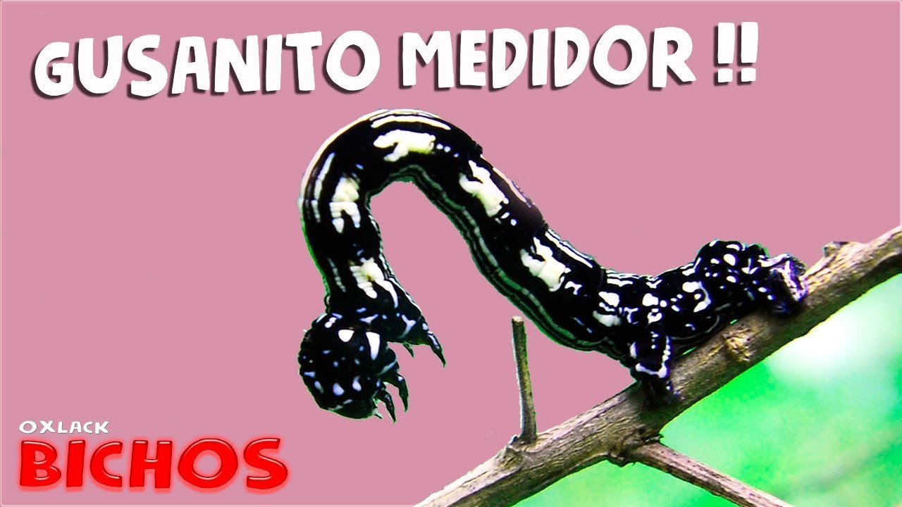 GUSANITO MEDIDOR, Si no te midió no tuviste infancia!  @OxlackCastro