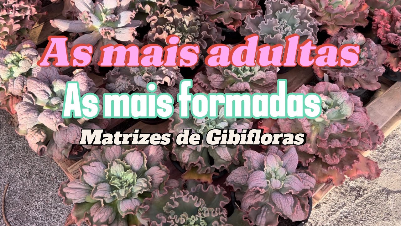 Gibifloras mais antigas da minha coleção