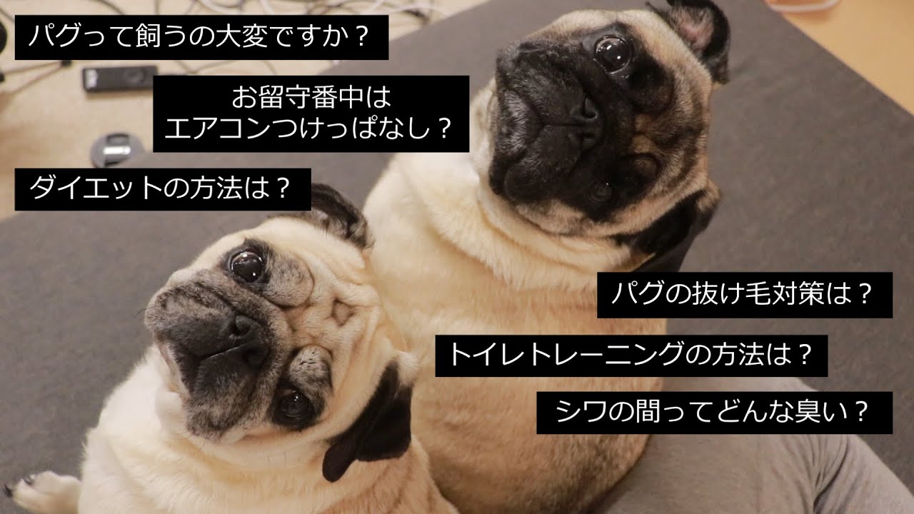 「パグって飼うの大変ですか？」Yahoo!知恵袋の質問に勝手にお答えします