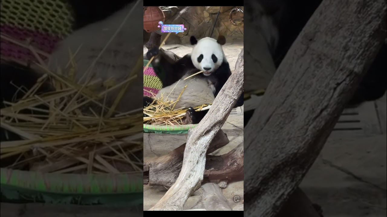 【大熊猫亲亲Qin Qin】吊床上吃竹竿的亲亲~  来源：广州长隆熊猫村