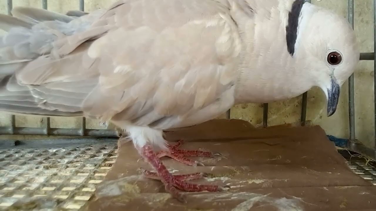 Burung puter bunyi rajin manggung