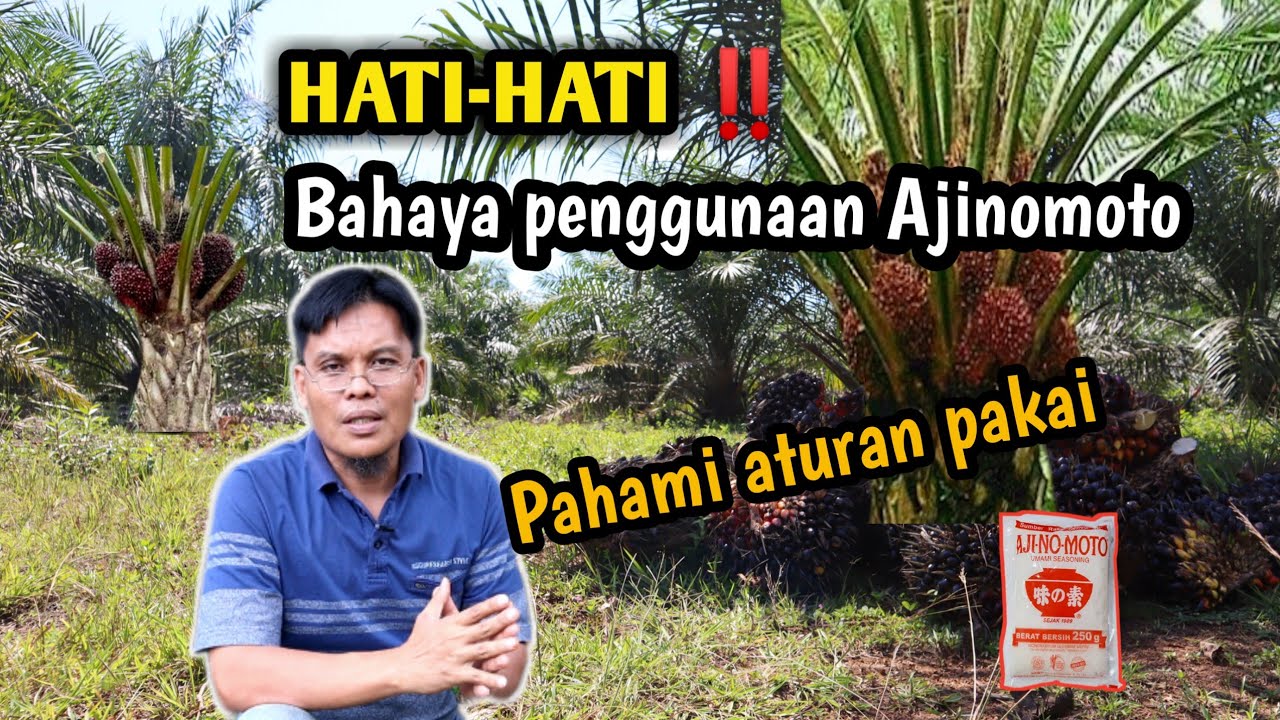 6 Bahaya penggunaan Ajinomoto pada tanaman sawit (jangan salah pakai)