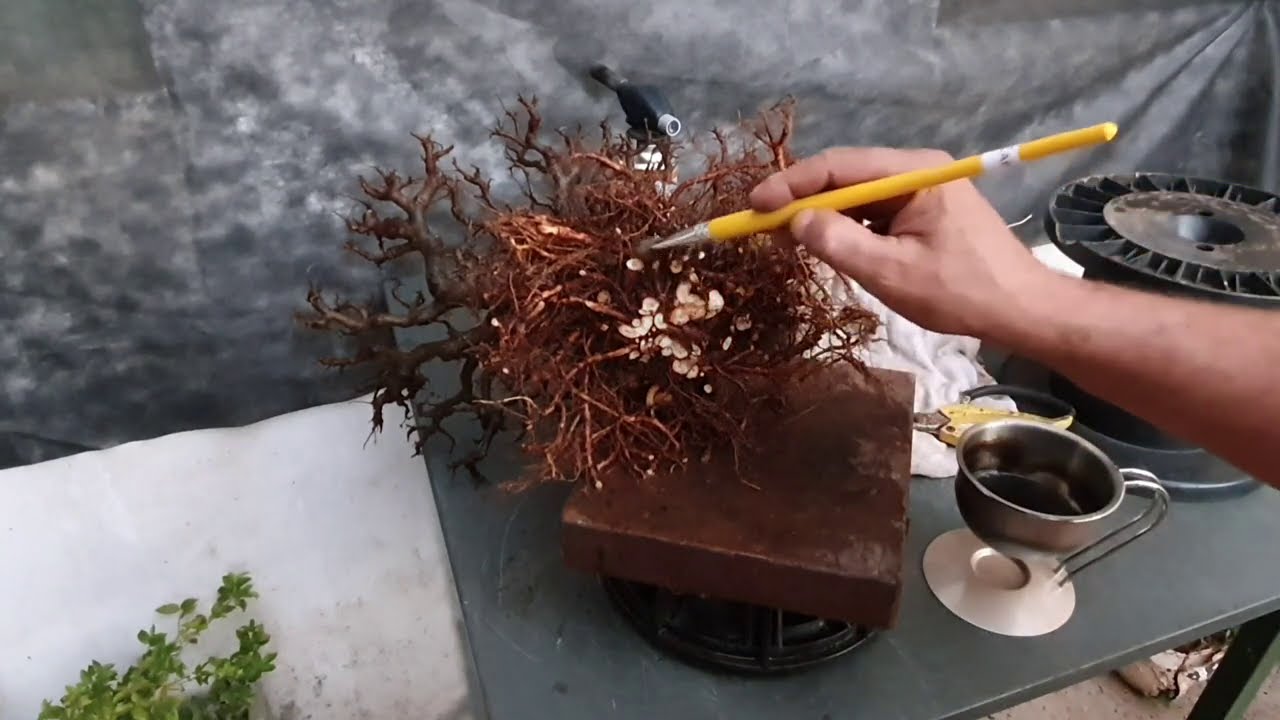 Ulmus Parvifolia - transplante,  poda de raízes e procedimentos