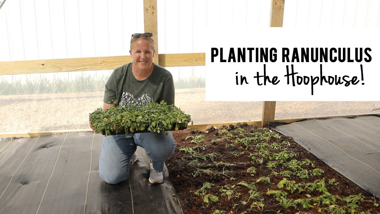 Planting Ranunculus in the Hoophouse!!  FINALLY!  Growing Cut Flowers Sunshine and Flora Flower Farm