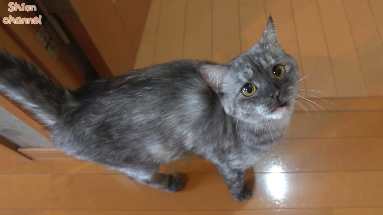「一緒に行かない？」と探検に誘ってくる猫