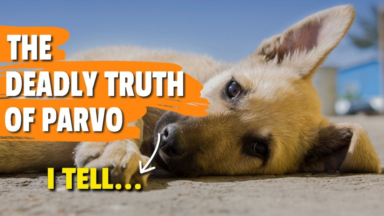 Что должен знать каждый владелец собаки о парвовирусе 🐶👨‍⚕️💉