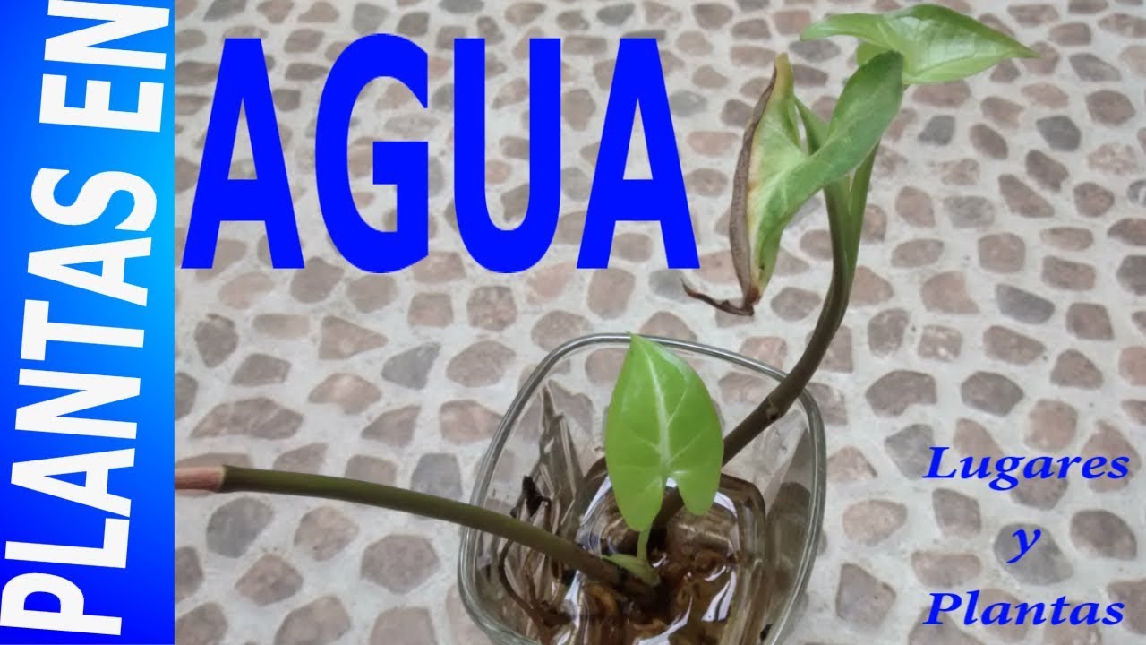 Plantas De Interior Cultivadas En Agua (Syngonium) || Lugares Y Plantas.