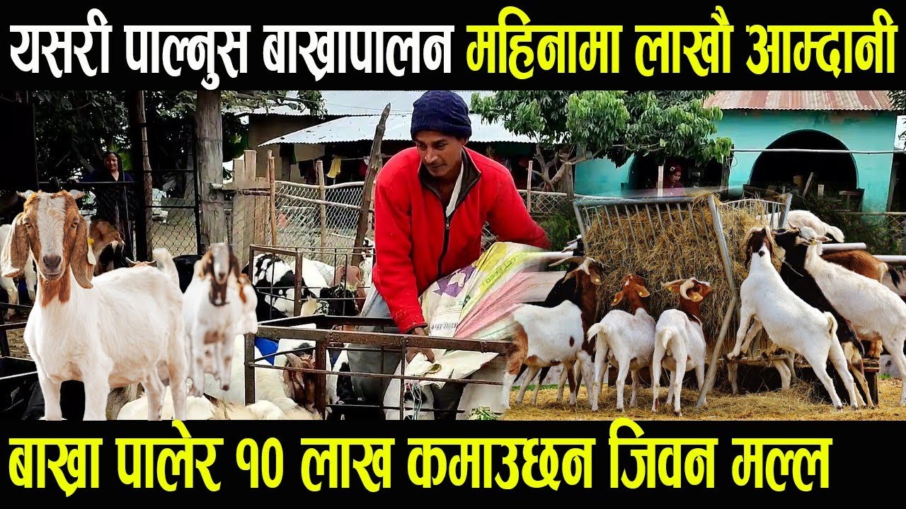यसरी पाल्नुस बाख्रापालन महिनामा लाखौं आम्दानी goat farming in nepal