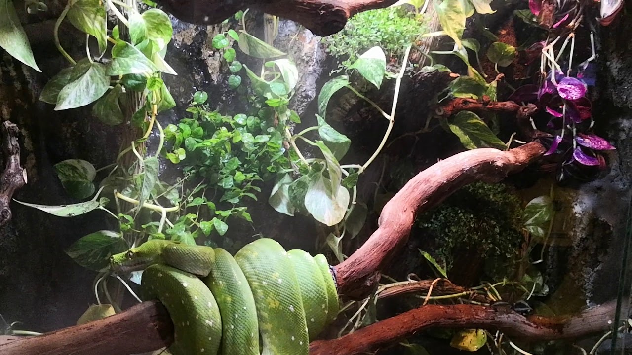Green tree python terrarium, natural vivarium.