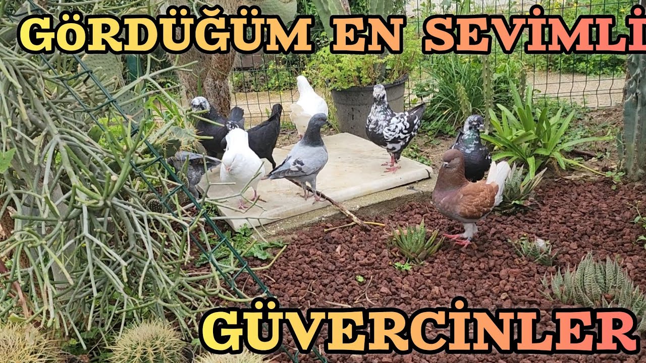 KUŞLARA VE BAH&Ccedil;EYE HAYRAN KALDIM EN ZEVKLİ K&Uuml;MES