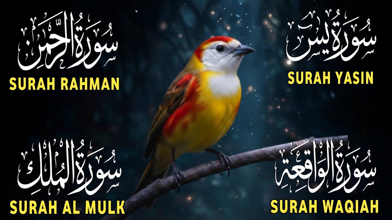 Beautiful Surah Yaseen (Yasin) | Surah Rahman | Surah Waqiah | Surah Mulk (سورہ یاسین)