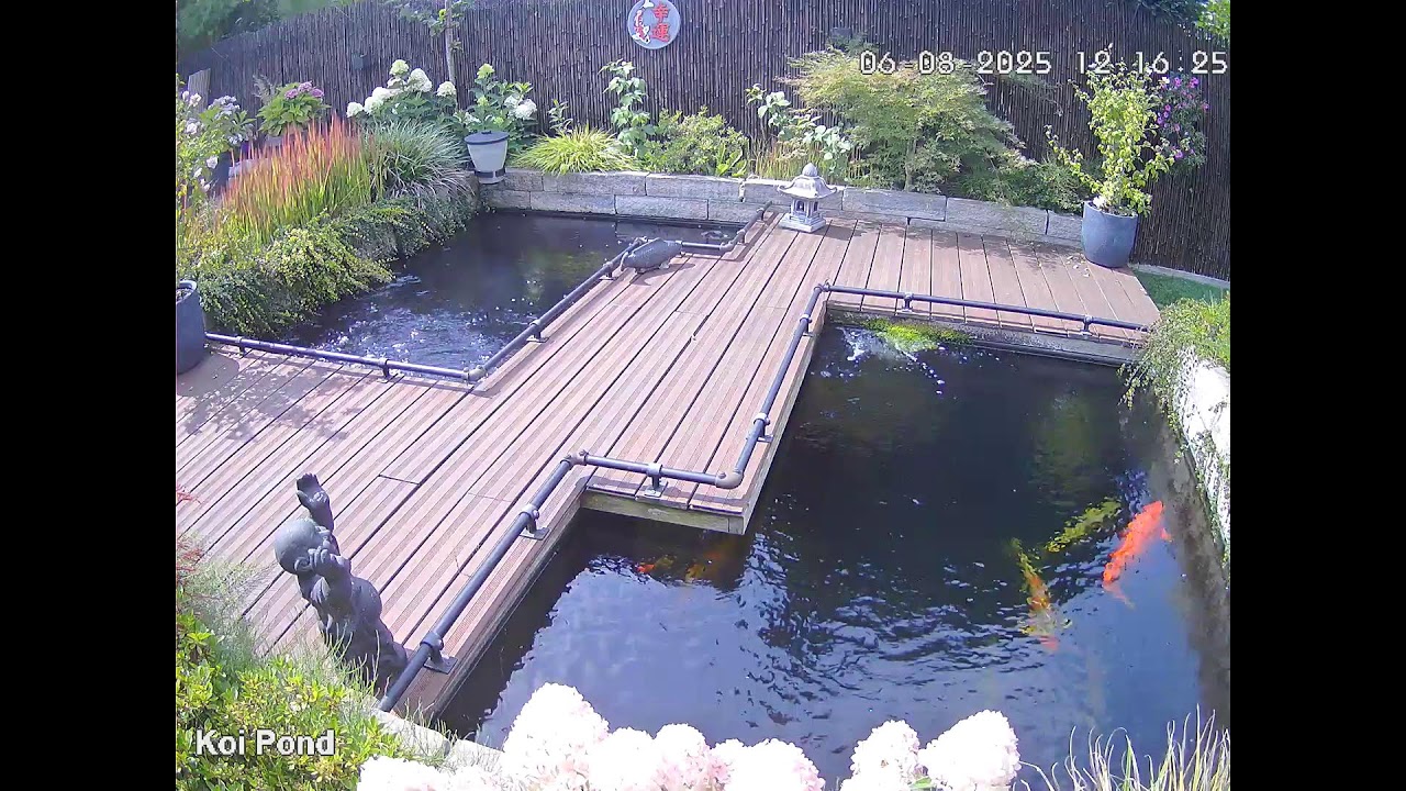 Livestream - Koi Pond - AyEmEl