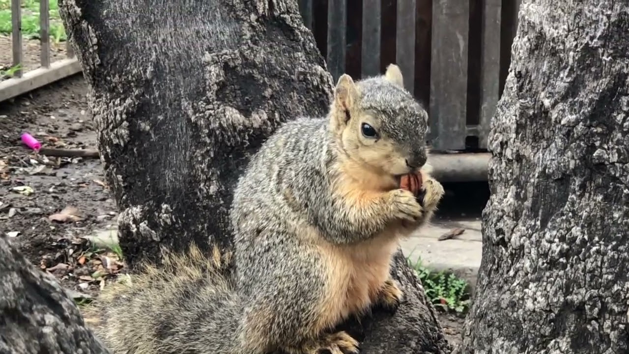 🌟Meet Gus | The pecan lovin’ squirrel