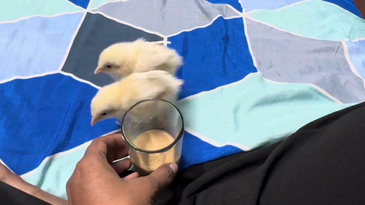 My lil chick 🐣 s are trying to drink tea ☕️🤦🏽‍♀️