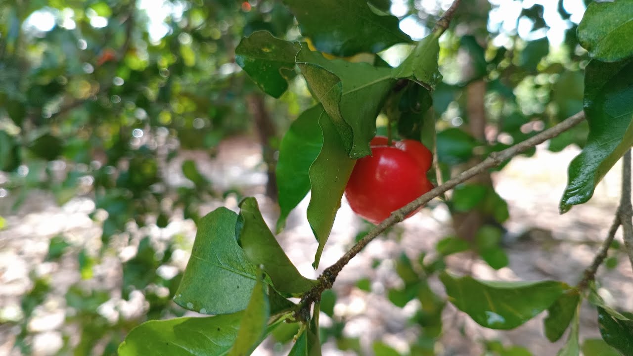 Mostrando um pouco do dia aqui na roça ☺️🍒