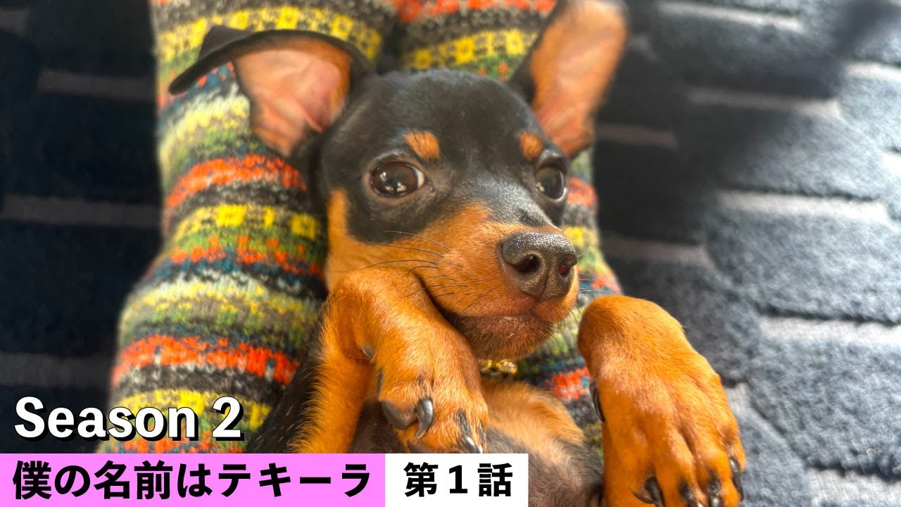 走り方の変な犬 / 生後4ヶ月ミニピンの成長記録【僕の名前はテキーラ Season 2 / 第1話 】