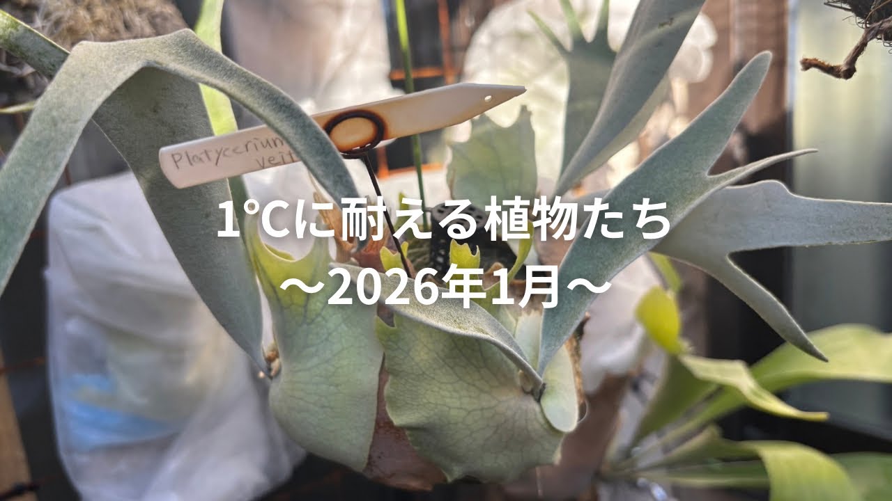 着生させている屋外越冬耐寒試験2026年1月経過報告