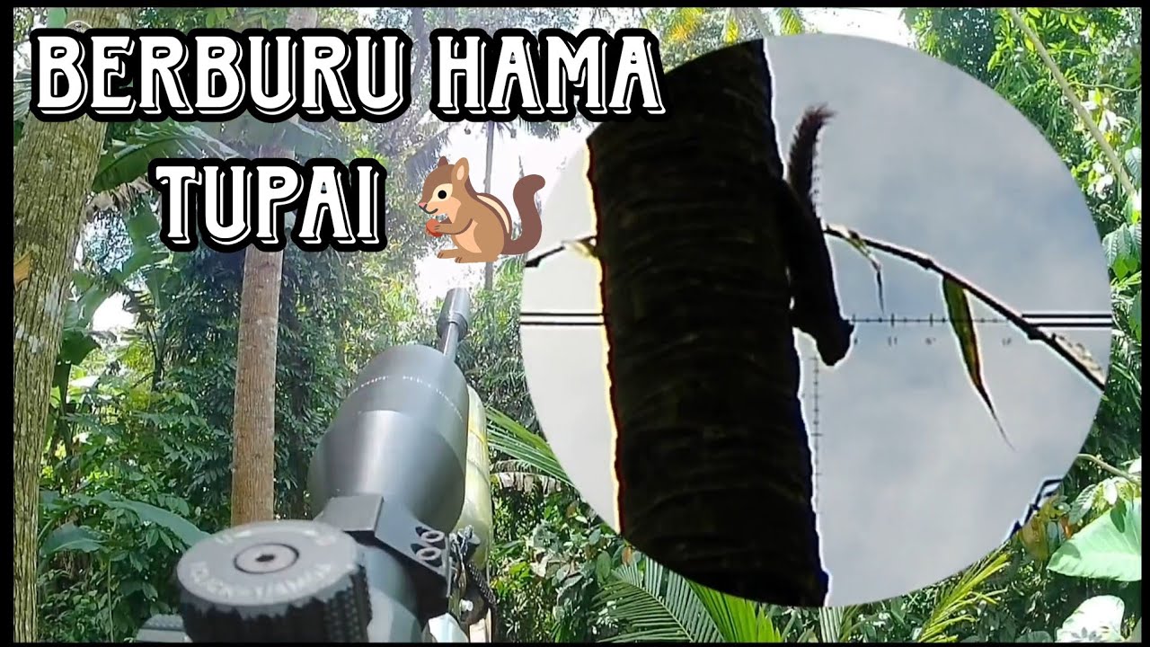 Berburu hama tupai 