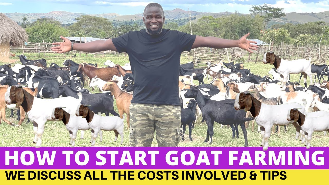 How To Start a Goat Farm The Easy Way