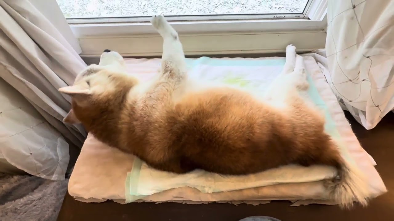 柴犬貴教18才！窓際で外の空気を感じてオチっこ出来ました😊