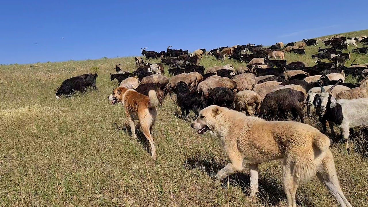 After all we found them aboriginal Wolfhounds of the Nohur mountains!