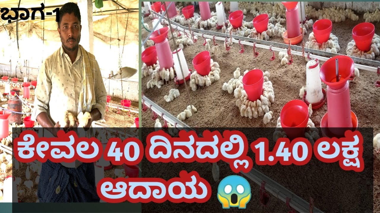 ಕೋಳಿ ಸಾಕಾಣಿಕೆ ಮಾಡಿ ಕೇವಲ 40 ದಿನದಲ್ಲಿ 1.40 ಲಕ್ಷ  ಆದಾಯ  || Poultry farming