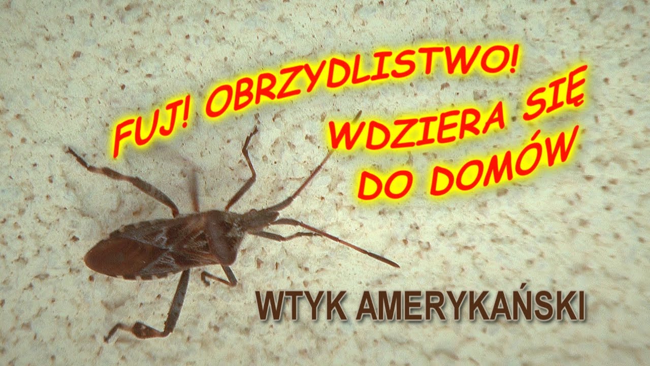 ...Pluskwy!!!???  WTYK AMERYKAŃSKI - pluskwiak atakuje; czy jest groźny?