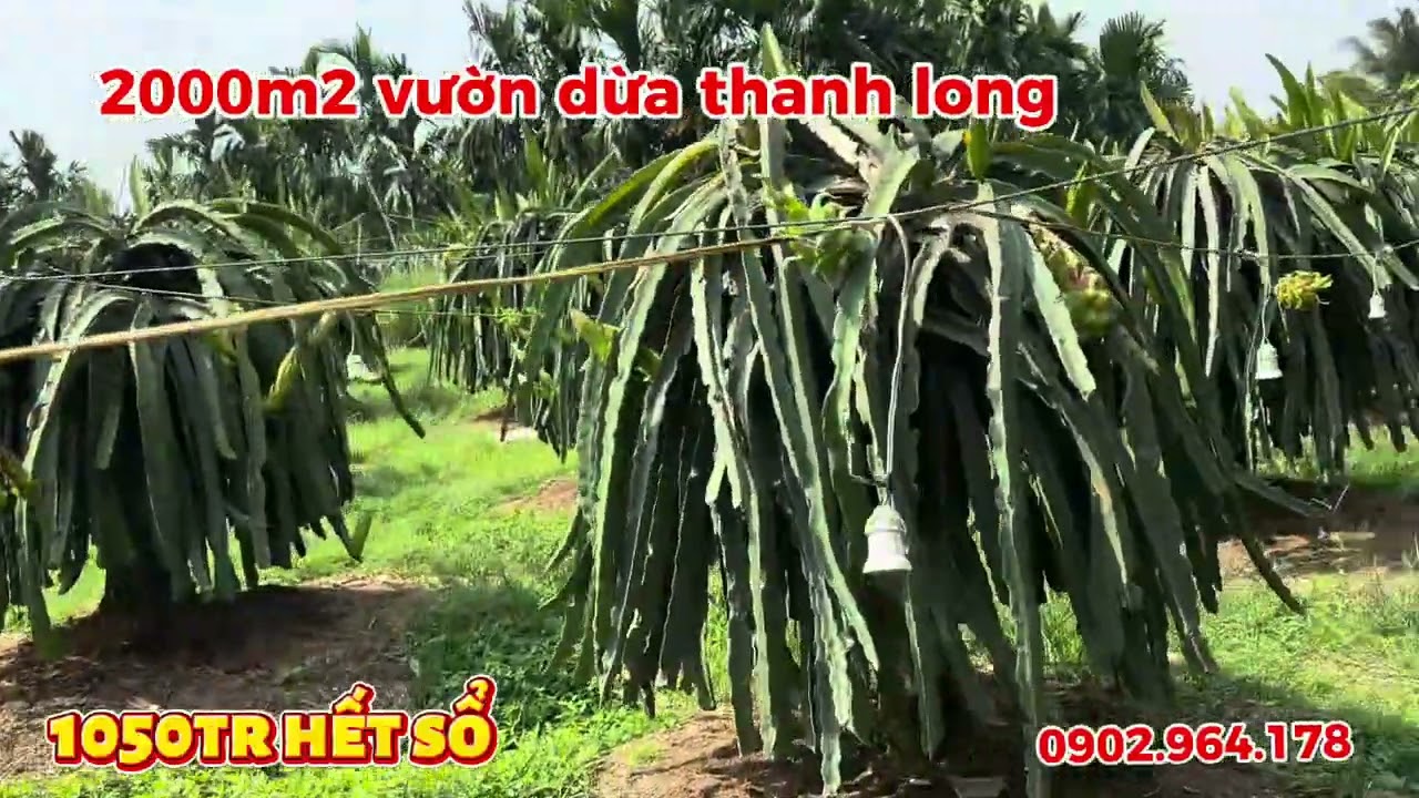 VƯỜN TRÁI CÂY ĐẸP GIÁ RẺ 2000m2 giá 1050tr đất Ven Long Khánh 