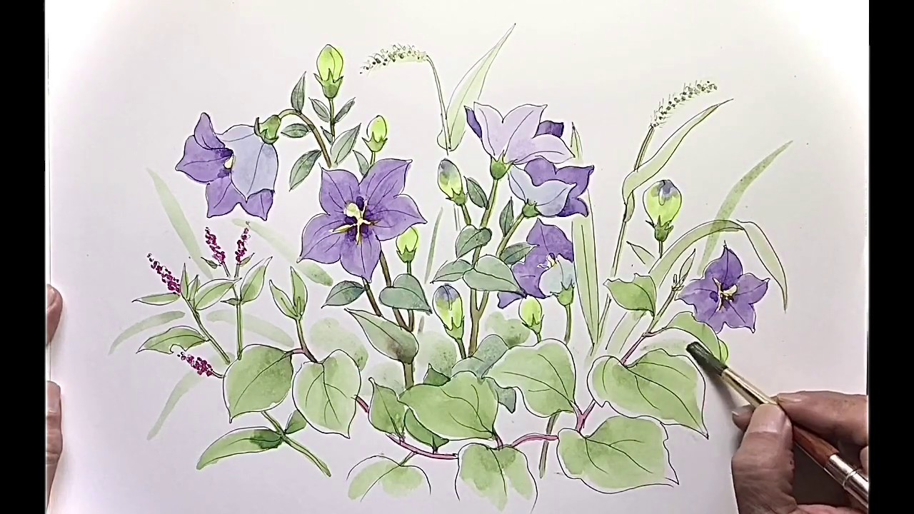 桔梗の描き方(解説)