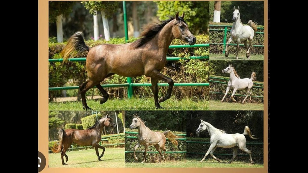 مزاد النجوم للخيل المواليد - السبت الموافق  27-5-2023