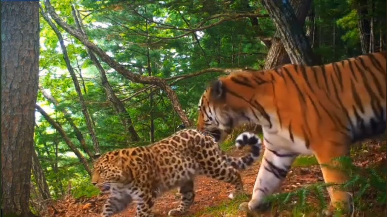 Amur leopard and Amur tiger in the same place (at different times)