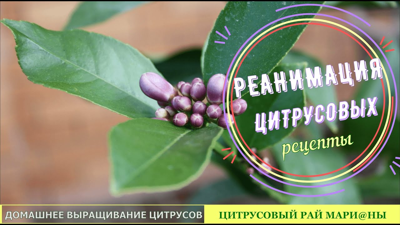 Реанимация цитрусовых. Порядок действий. Рецепты/ Цитрусовый Рай МариАны