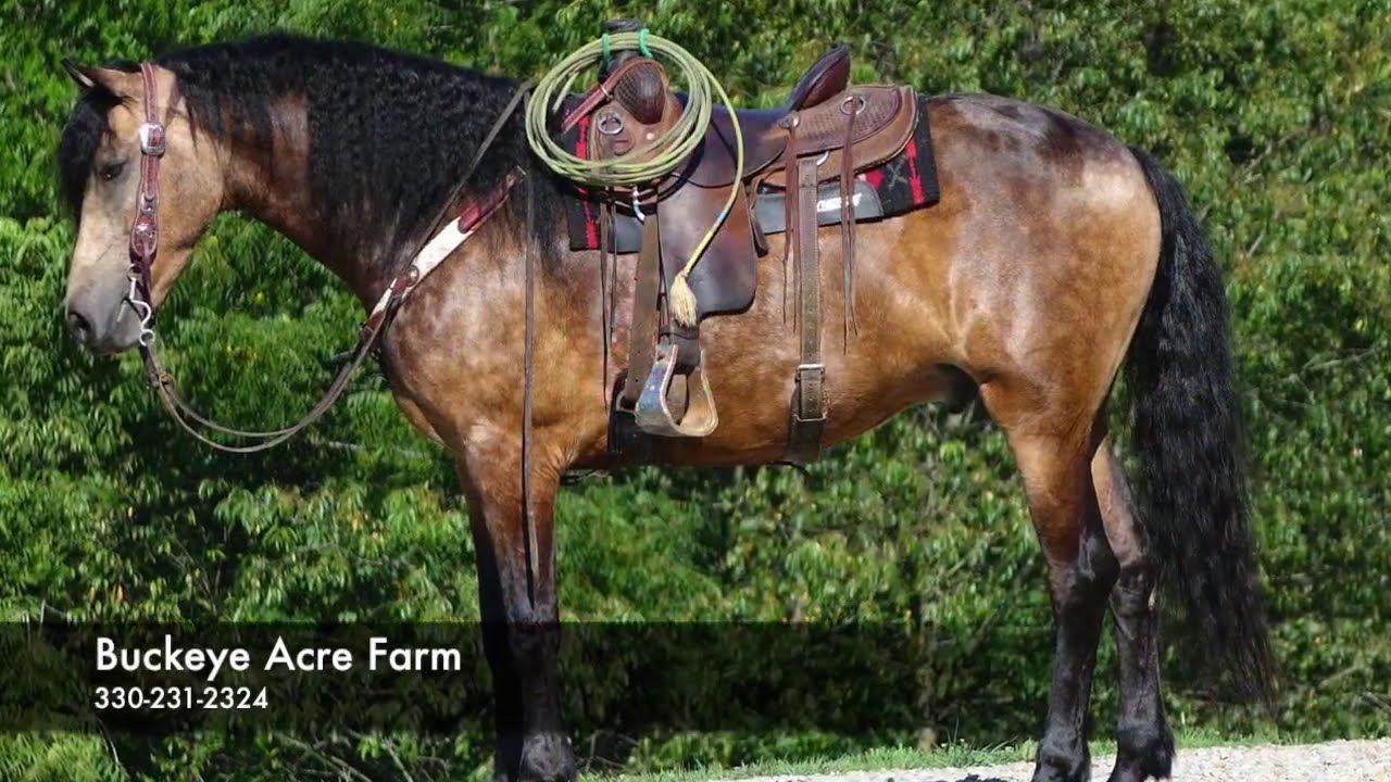 SOLD~~~Lot #65 Buckeye's Oakley offered by Buckeye Acre Farm @ Best of Texas Premier Horse Sale