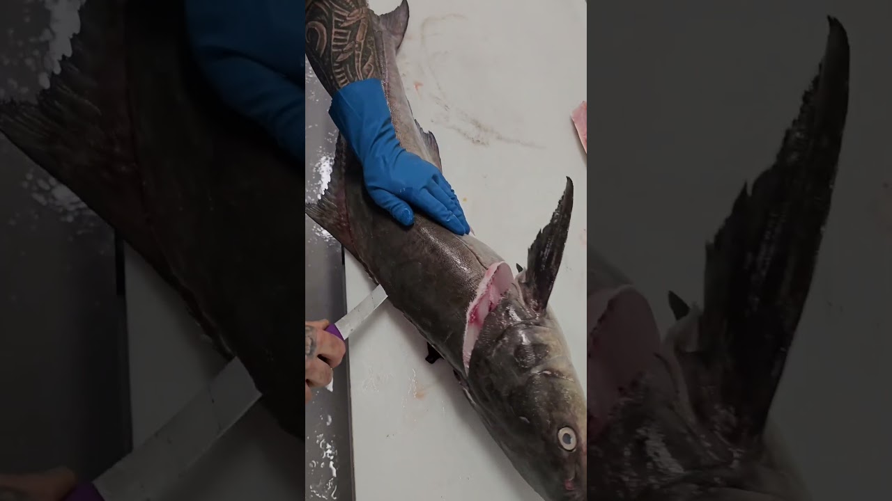 cobia fish cutting skills  