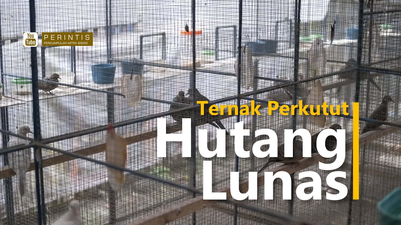 USAHA PERKUTUT HUTANG RATUSAN JUTA LUNAS | TIPS DAN TRIK TERNAK PERKUTUT TAK SEMUA PETERNAK TAHU