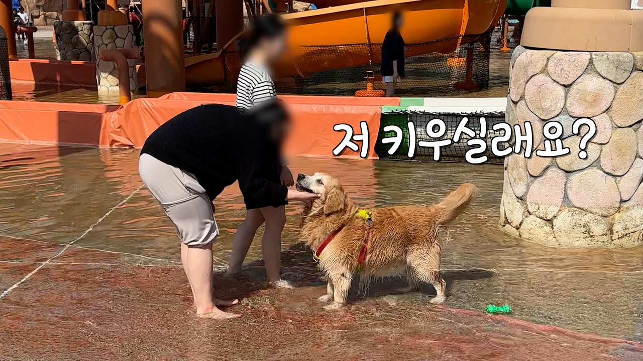 남의 집 개가 되는게 꿈인 리트리버가 개터파크가서 주인 바꾸는 방법
