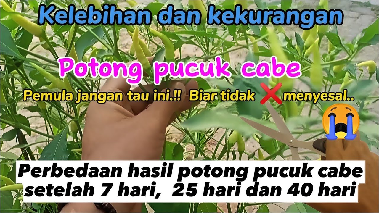 Fakta lengkap Perbedaan potong pucuk cabe | Hasil setelah potong pucuk 7hari, 25 hari dan 40 hari