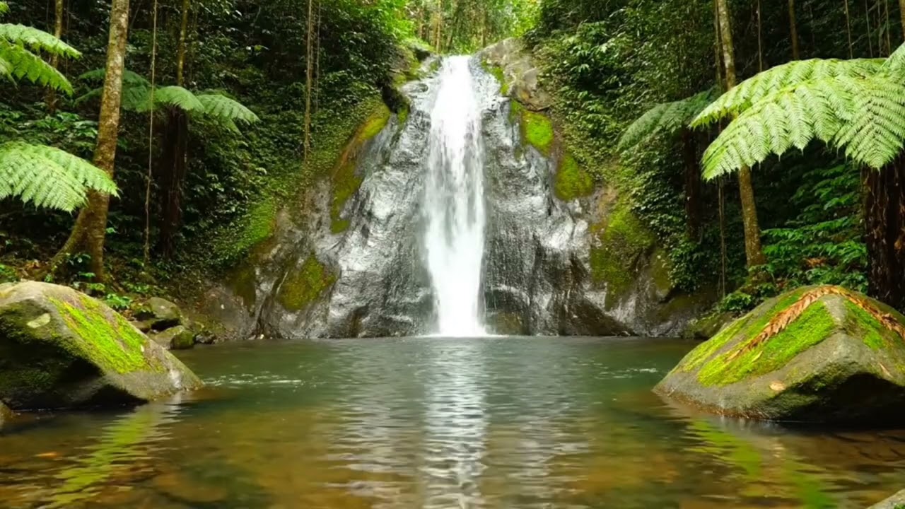 Cozy Forest Cabin Ambience | Soft River Sounds & Birds Chirping Outside