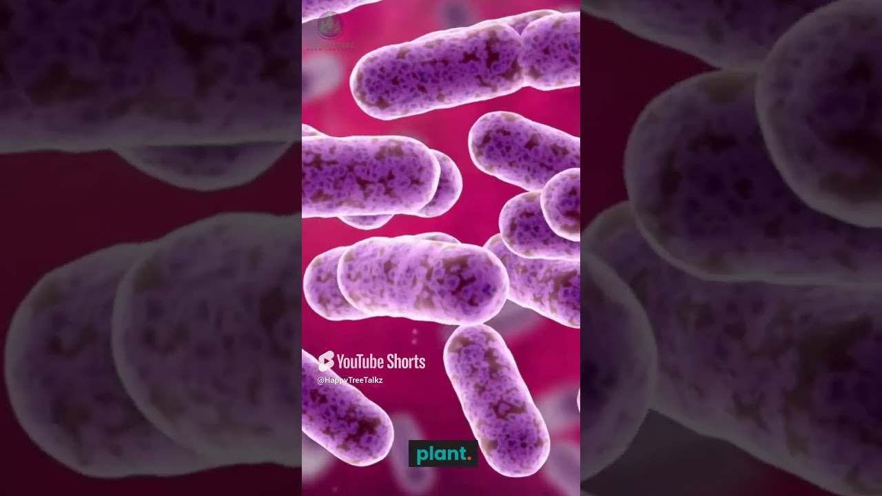 Cytokinins  The Elixir of Plant Vitality   Unraveling the Secrets of Growth and Renewal!