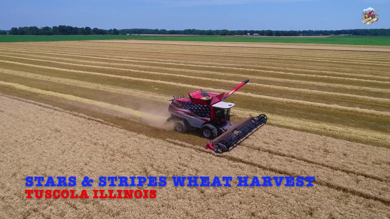 Stars and Stripes Massey Ferguson Combine cutting wheat in Illinois.