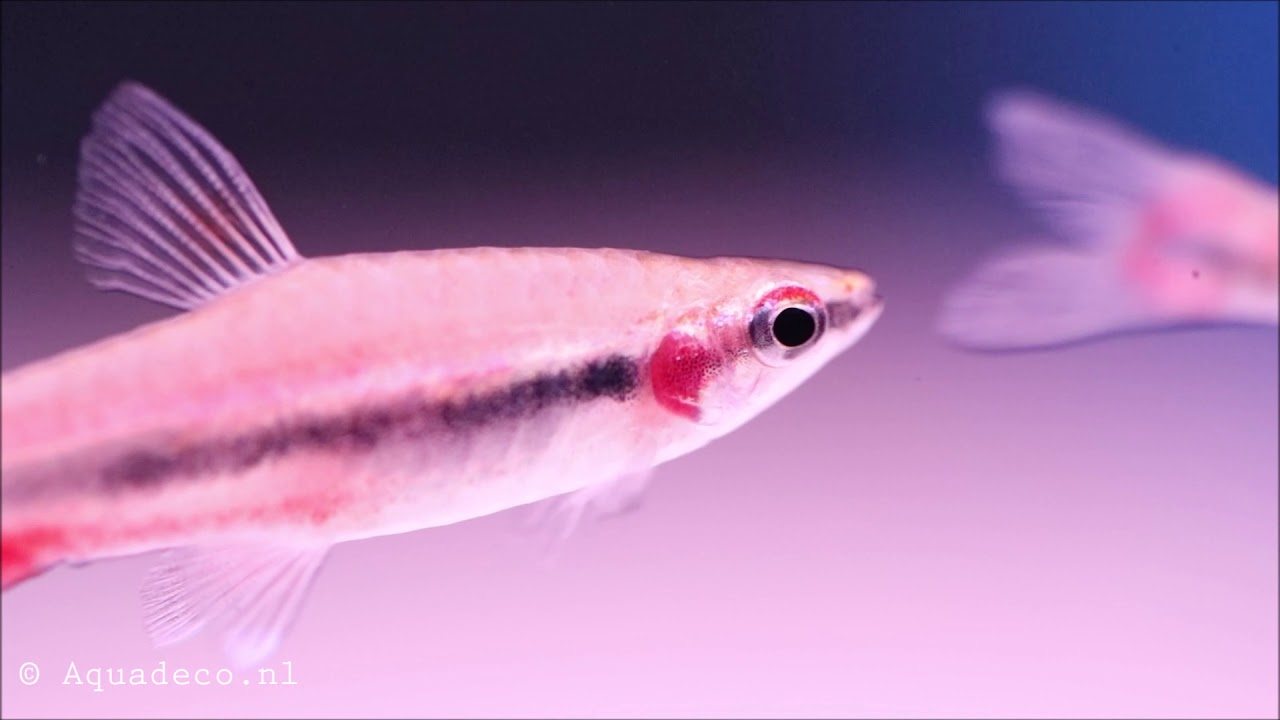 Potloodvisje (Nannostomus beckfordi)