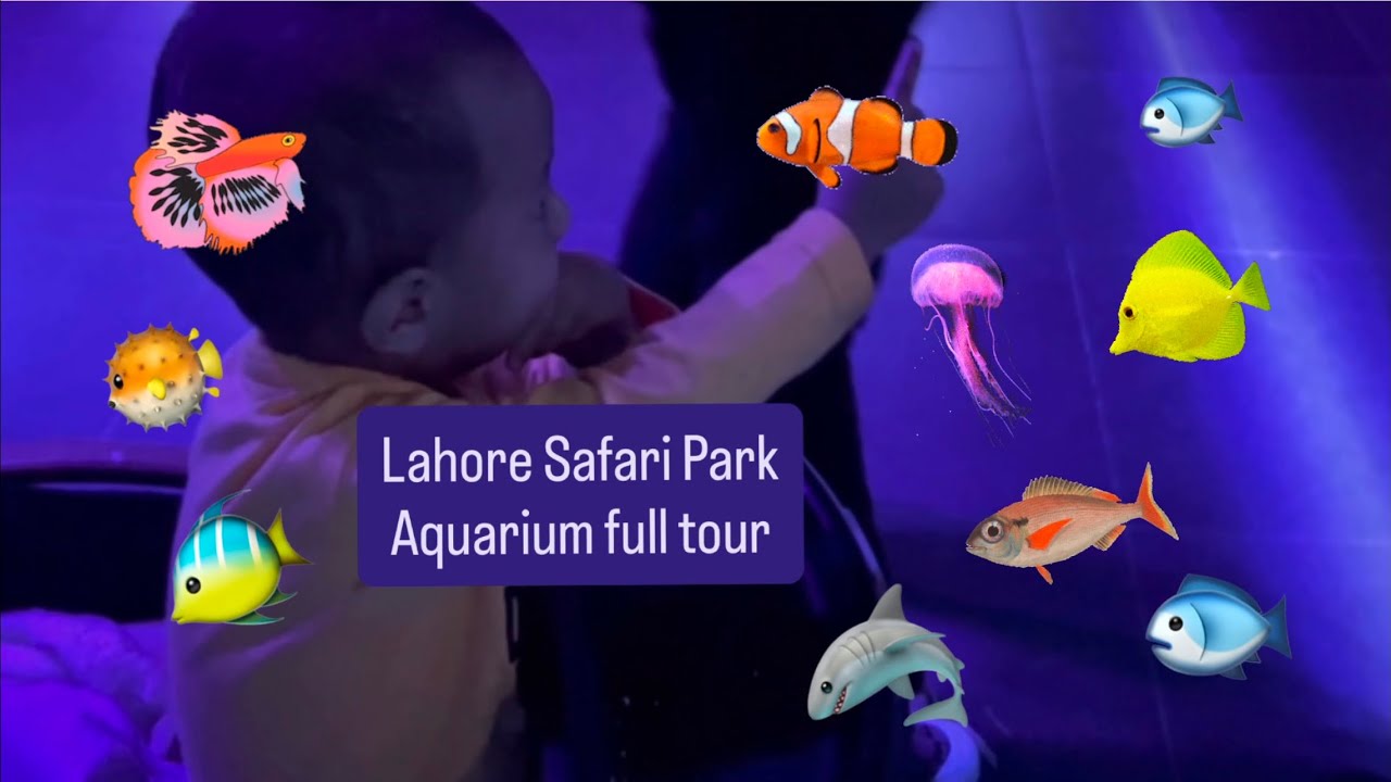 Safari Zoo Lahore Aquarium Tour| Exploring Dangerous Piranhas, Exotic Lionfish & Moray Eels! 🦈✨
