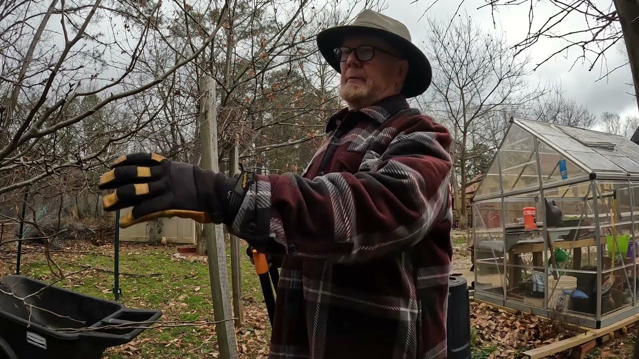 Pruning Fruit Trees Like a Boss for Max Fruit Size and Yield