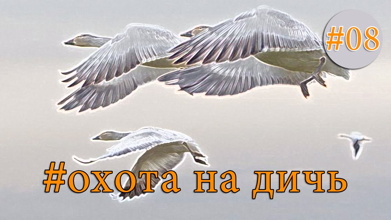 Дичь   удачные выстрелы  Chasse au perdrix,Partridge Hunting,Caza de Perdiz
