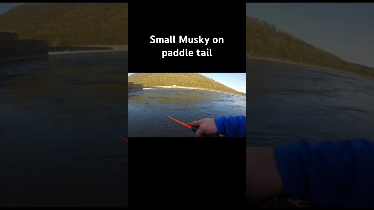 Small musky bites directly after being snagged #musky #fishing #fishingpa #catchandrelease